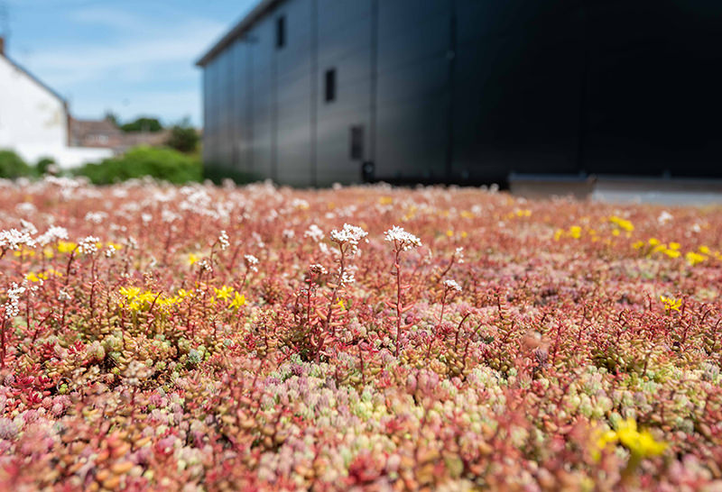 Sedum and wild flower greenroof structure