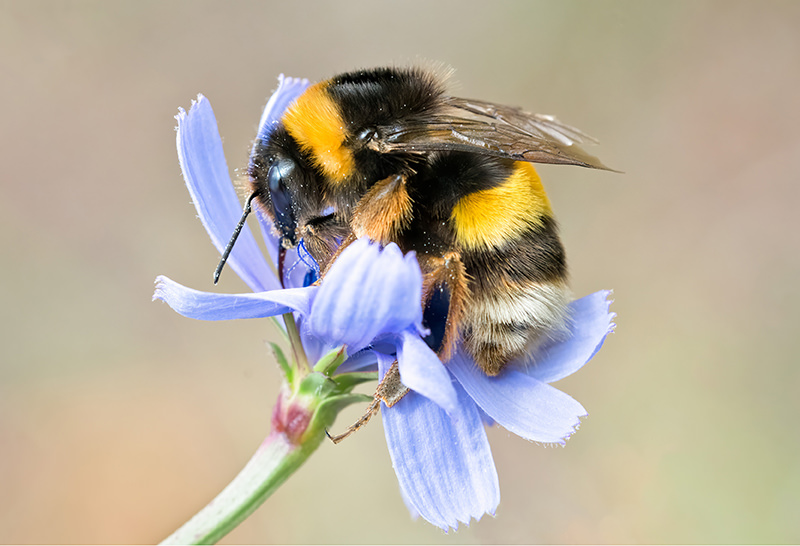 Bumble bee on a flower