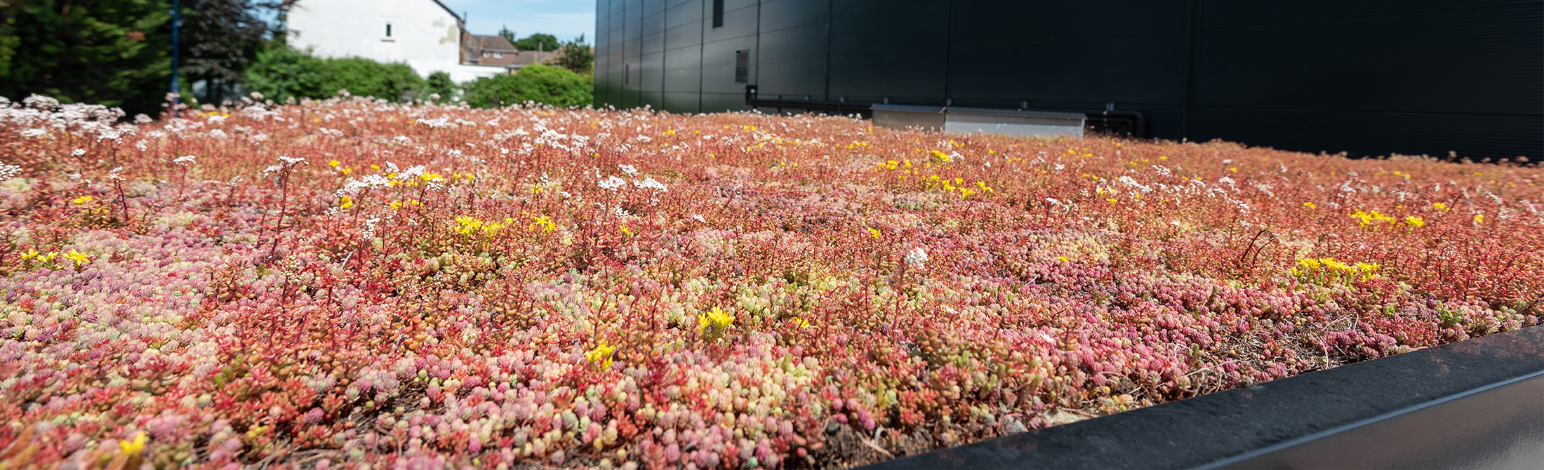 Sedum green roof