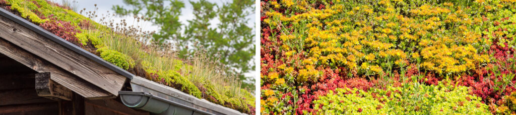 Colourful sedum green green roofs