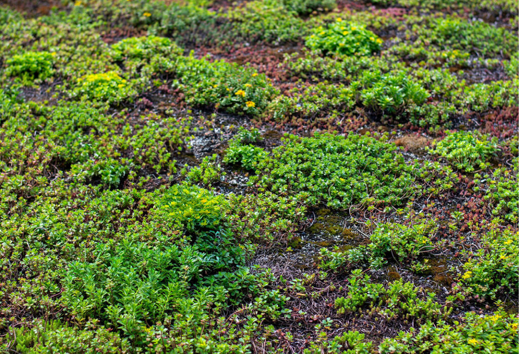 Sedum green roof