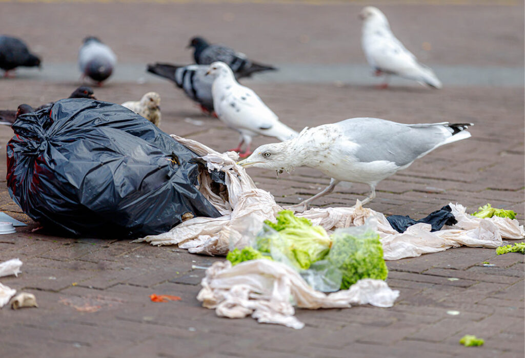 Herring gulls raiding rubbish sacks